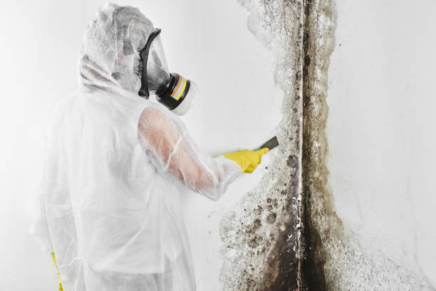 Best Attic Mold Removal  in Mingo Junction, OH