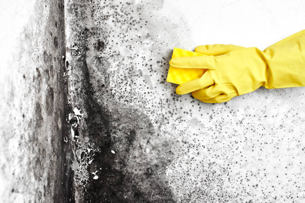 Best Mold Cleaning Services  in Mingo Junction, OH