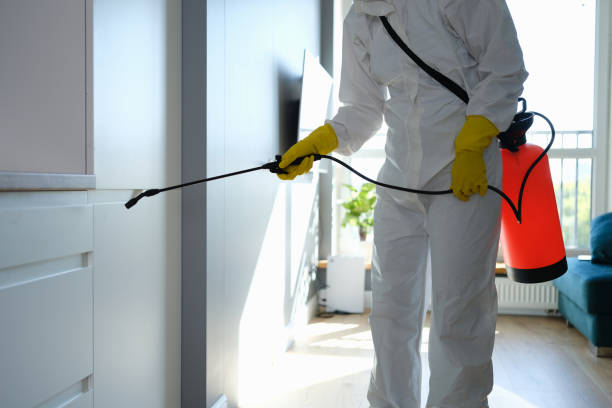 Best Residential Mold Removal  in Mingo Junction, OH